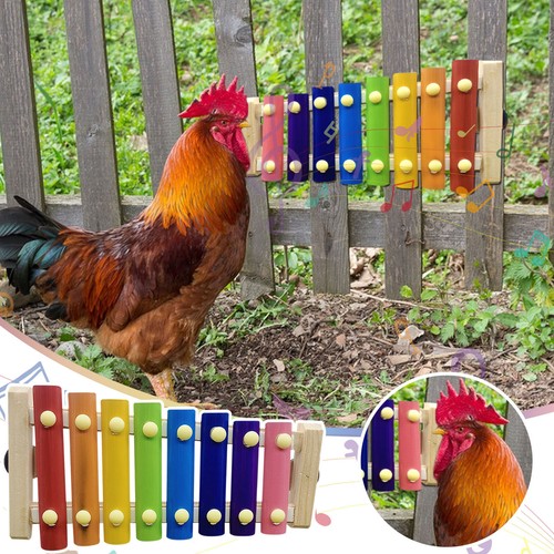 For hens chicken bridge swing - for,