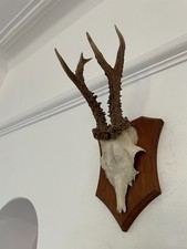 Pointy Antlers of a Roe Deer T52 Real Taxidermy mounted interior design horns