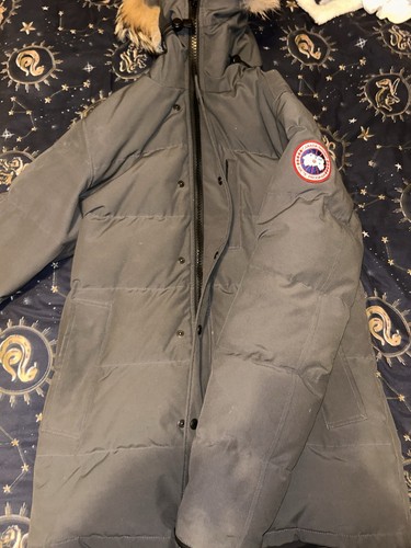 Canada goose expedition - goose,