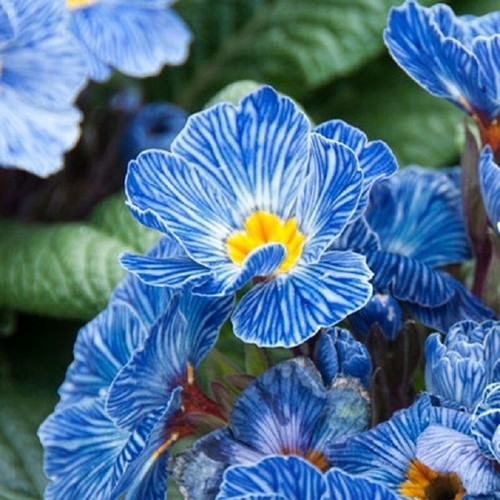 Primula seeds - primula,