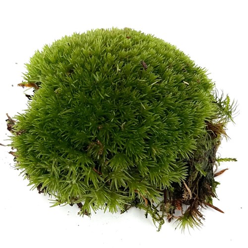 Live cushion moss - cushion, moss)