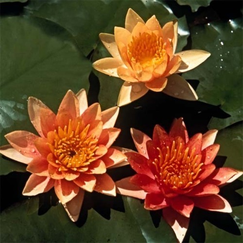 Sioux dwarf fragrant water - dwarf,