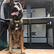 Heavy Duty Custom Made Dog