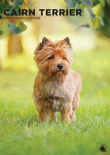 Cairn terrier dog 2027 - cairn,