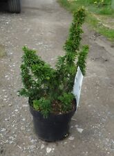 Thuja occidentalis Malonyana
