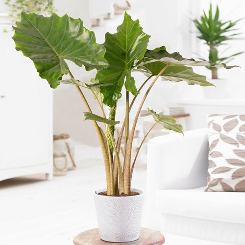 Alocasia portodora large - alocasia,