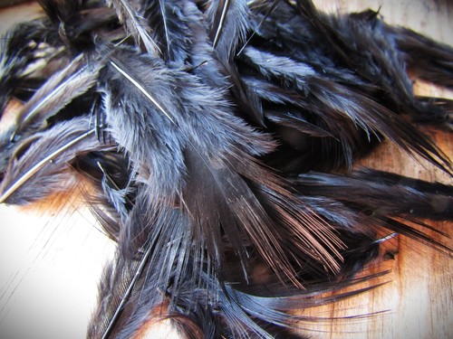 Ifs golden pheasant - ifs,