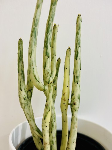Rare variegated euphorbia - variegated,
