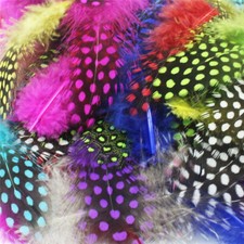 MIXED Colours Fluffy Guinea Fowl FEATHERS  20 x  2" - 4"