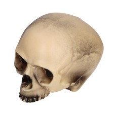 Replica Realistic Human Skull