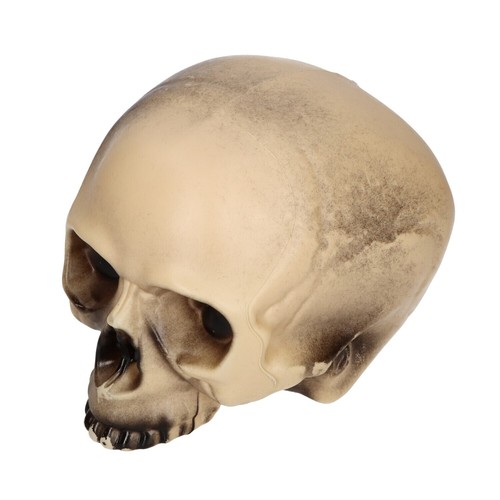 Replica realistic human skull - replica,