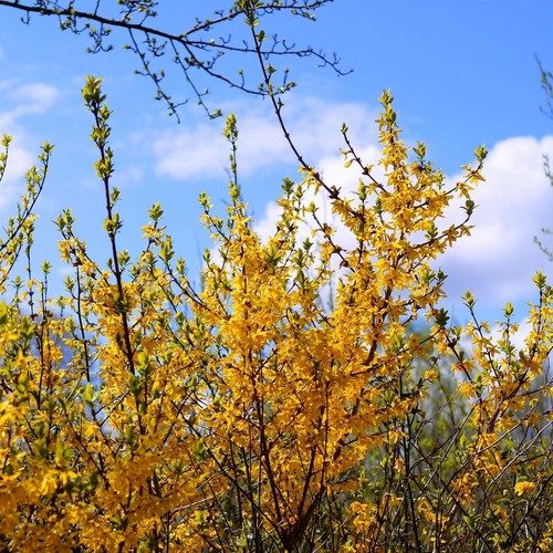 Extra large forsythia - forsythia, yellow