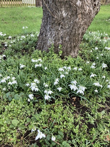Thirty double snowdrop - thirty,