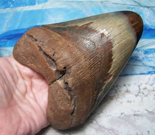 Megalodon shark tooth 16 - shark, 5