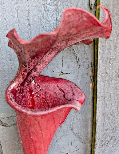 Sarracenia red leucophylla - leucophylla, x