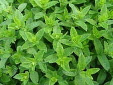 Moroccan Mint Mentha spicata