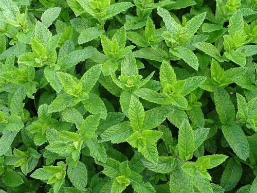 Moroccan mint mentha spicata - moroccan,