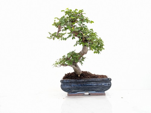 Chinese elm bonsai and - bonsai,