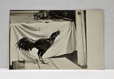 Shamo Rooster Chicken Breed from Japan in 1600s RPPC Real Photo Vintage Postcard