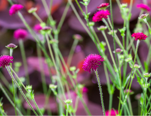 Knautia macedonica plug - macedonica, plants