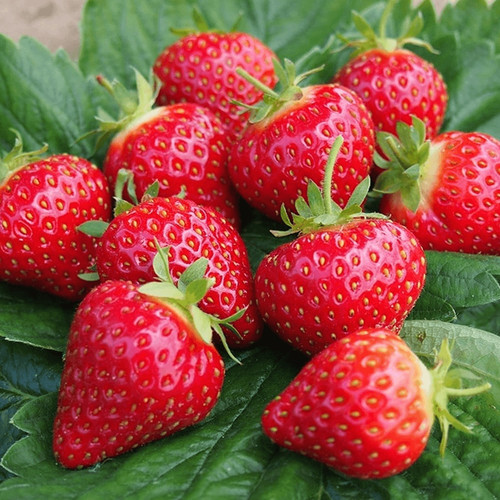 Strawberry hapil bare - strawberry,
