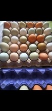 6×Fertile chicken Eggs