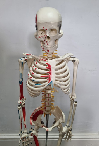85cm human skeleton model with - human,