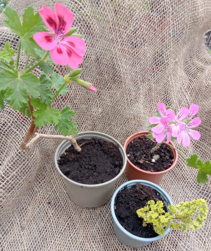 Scented pelargonium cys - pelargonium, x