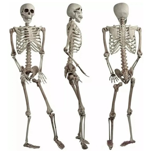 165cm life size human - human, skeleton