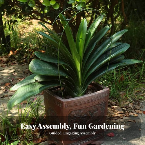 Clivia foliage alignment tool - clivia,