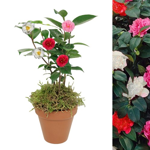 Camellia tricolour plant - camellia,