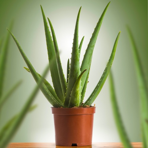 Aloe vera indoor air - indoor, air-purifying