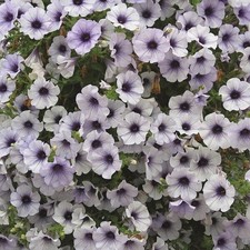 6 Trailing Petunia Surfinia