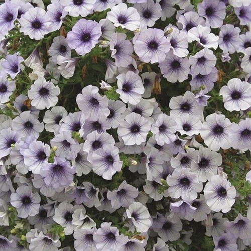 Trailing petunia surfinia - petunia,