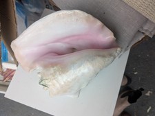 large sea shells pre owned