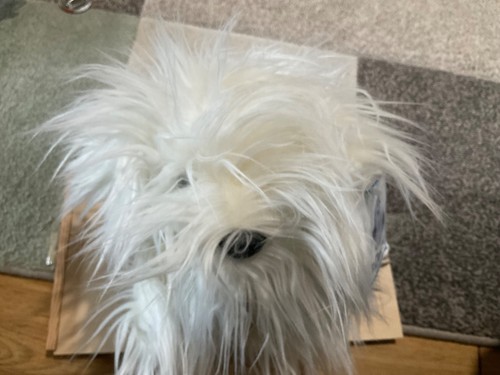 Old english sheepdog dulux - old,