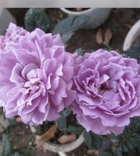 JAPANESE ROSE  LAVENDER CRISTAL BARE ROOT GARDEN ROSE,PERNNIAL PLANTS 