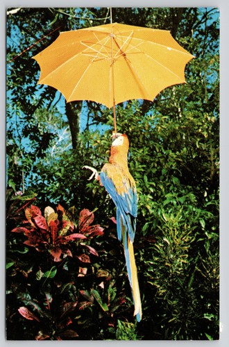Bonino macaw hanging from - bonino,