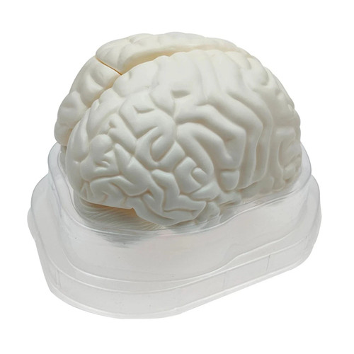 Life size human brain - human,