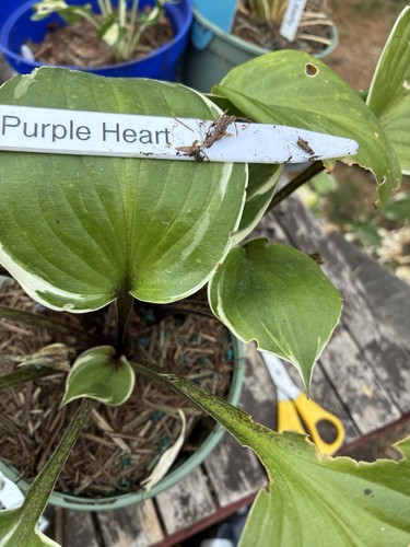 Hosta send bare rooted purple - bare,