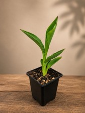 Canna lily tropical red plant - tropical,