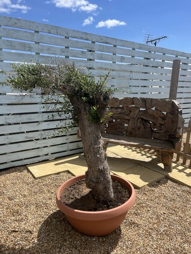 Mature olive tree 150cm - mature,