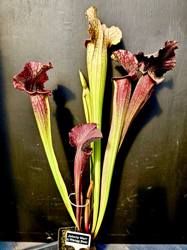 Sarracenia johnny marr wangs - johnny,