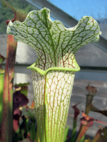 Sarracenia areolata x - areolata,
