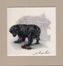 Maud Earl ~ Cocker Spaniel ~ Gun Dog. Hand Coloured Print Genuine Vintage 1930