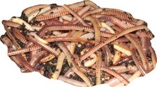 Yorkshire Worms TIGER COMPOST