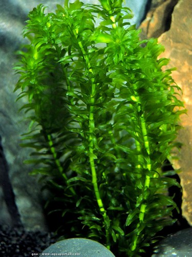 Bunch elodea densa live - bunch,