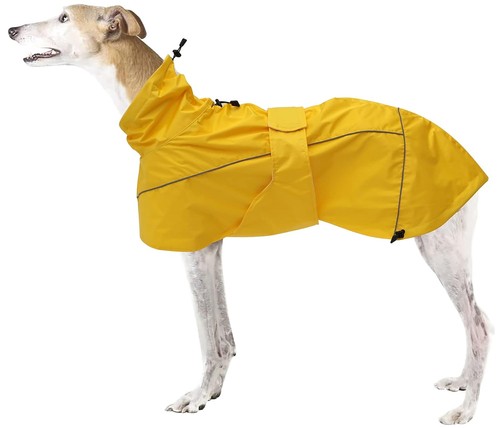 Morezi greyhound lurcher - morezi,