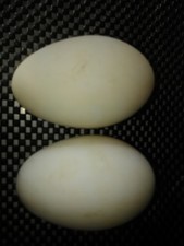 2 BLOWN KHAKI CAMPBELL DUCK