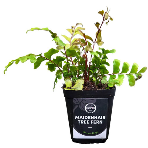 Maidenhair tree fern - maidenhair,